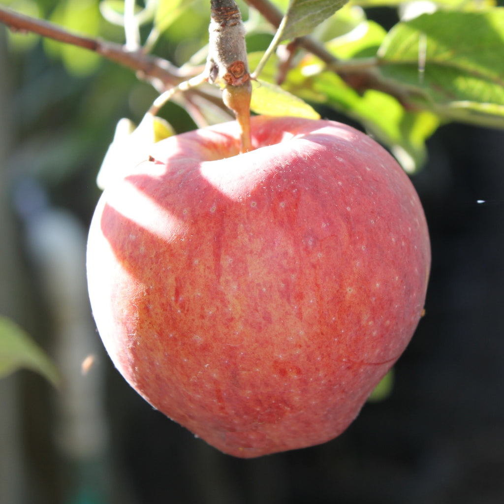 Fruit, Apple 'Red Delicious' (Dwarf)