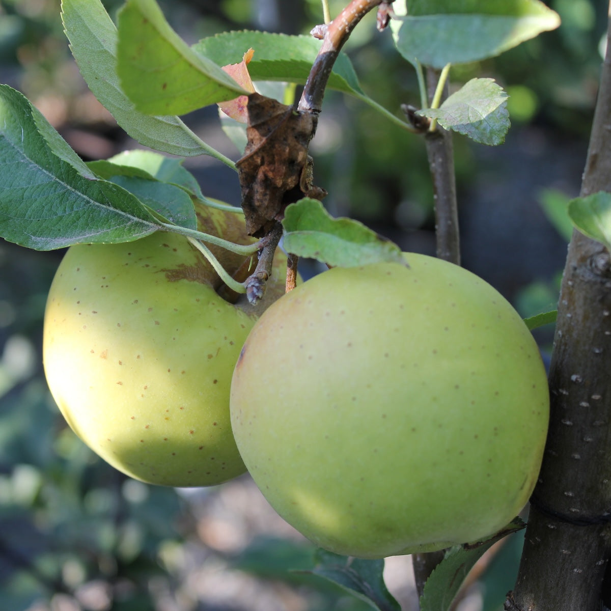 Fruit, Apple 'Yellow Delicious' (Semi Dwarf)