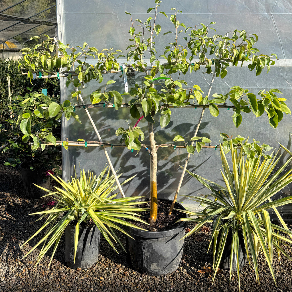 Fruit, Asian Pear, ESPALIER 'Chojuro, Shinseiki, Nijiseiki'