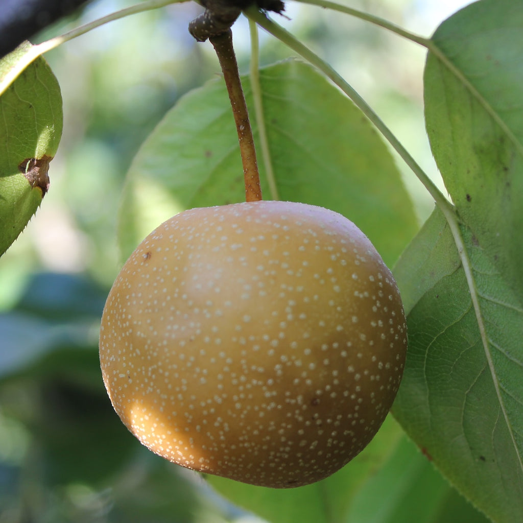 Fruit, Asian Pear 'Hosui' (Semi Dwarf)