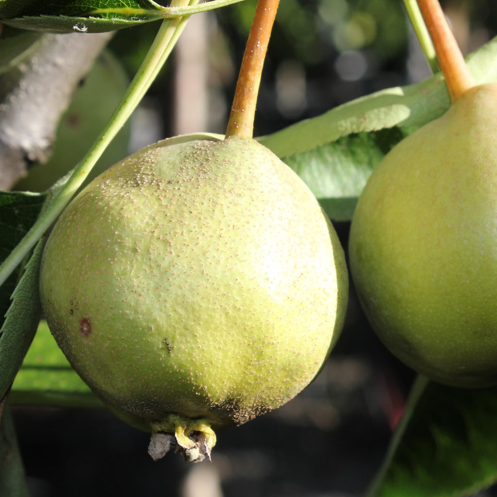 Fruit, Asian Pear 'Maxie'™