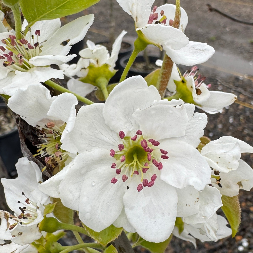 Fruit, Asian Pear 'Nijisseiki'