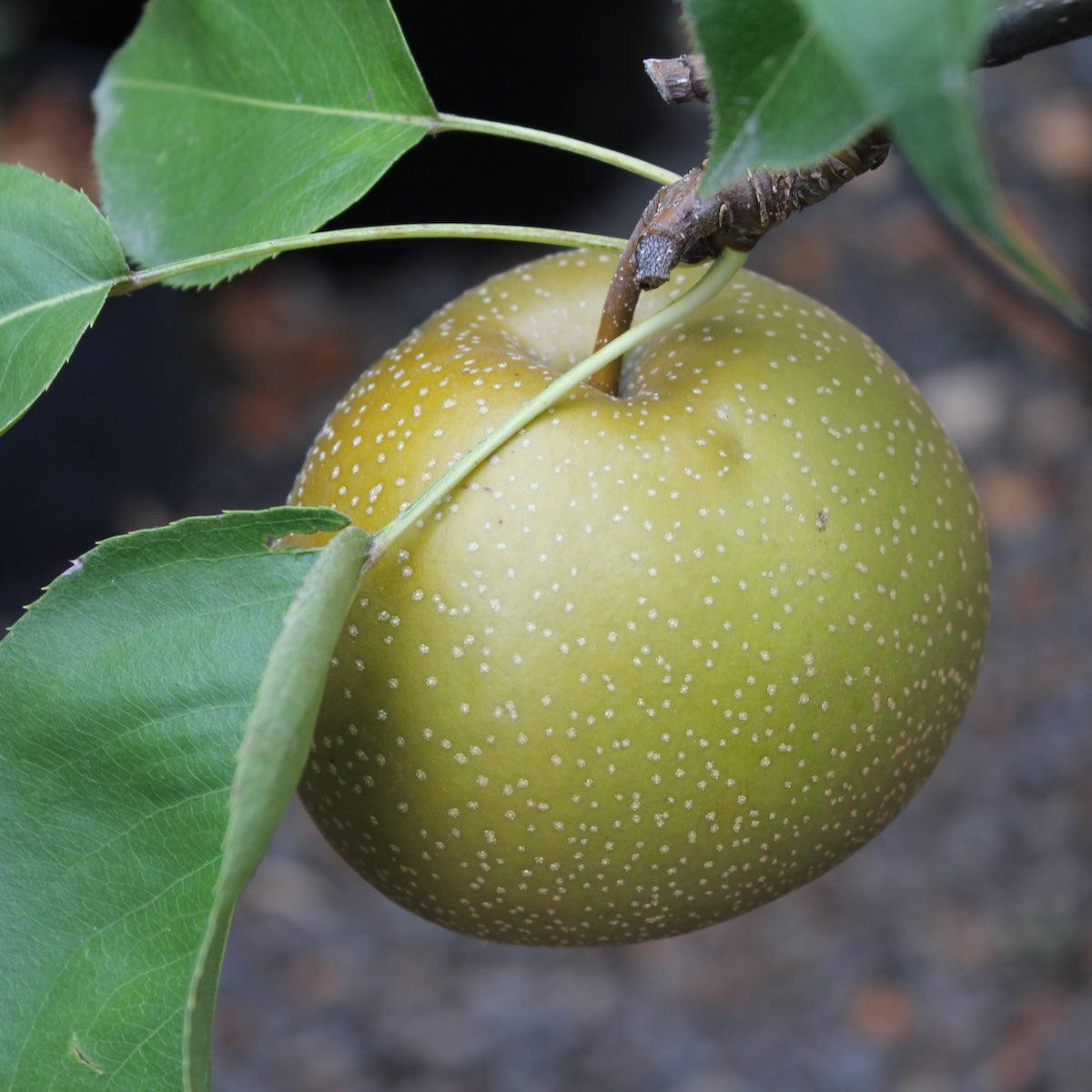 Fruit, Asian Pear 'Olympic' (aka Korean Giant)