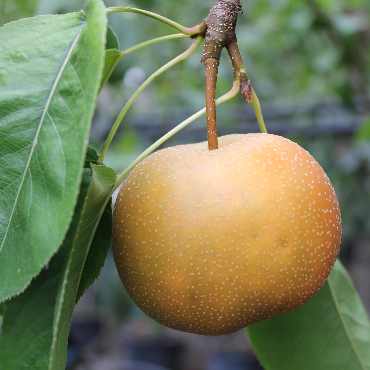Fruit, Asian Pear 'Shinseiki'