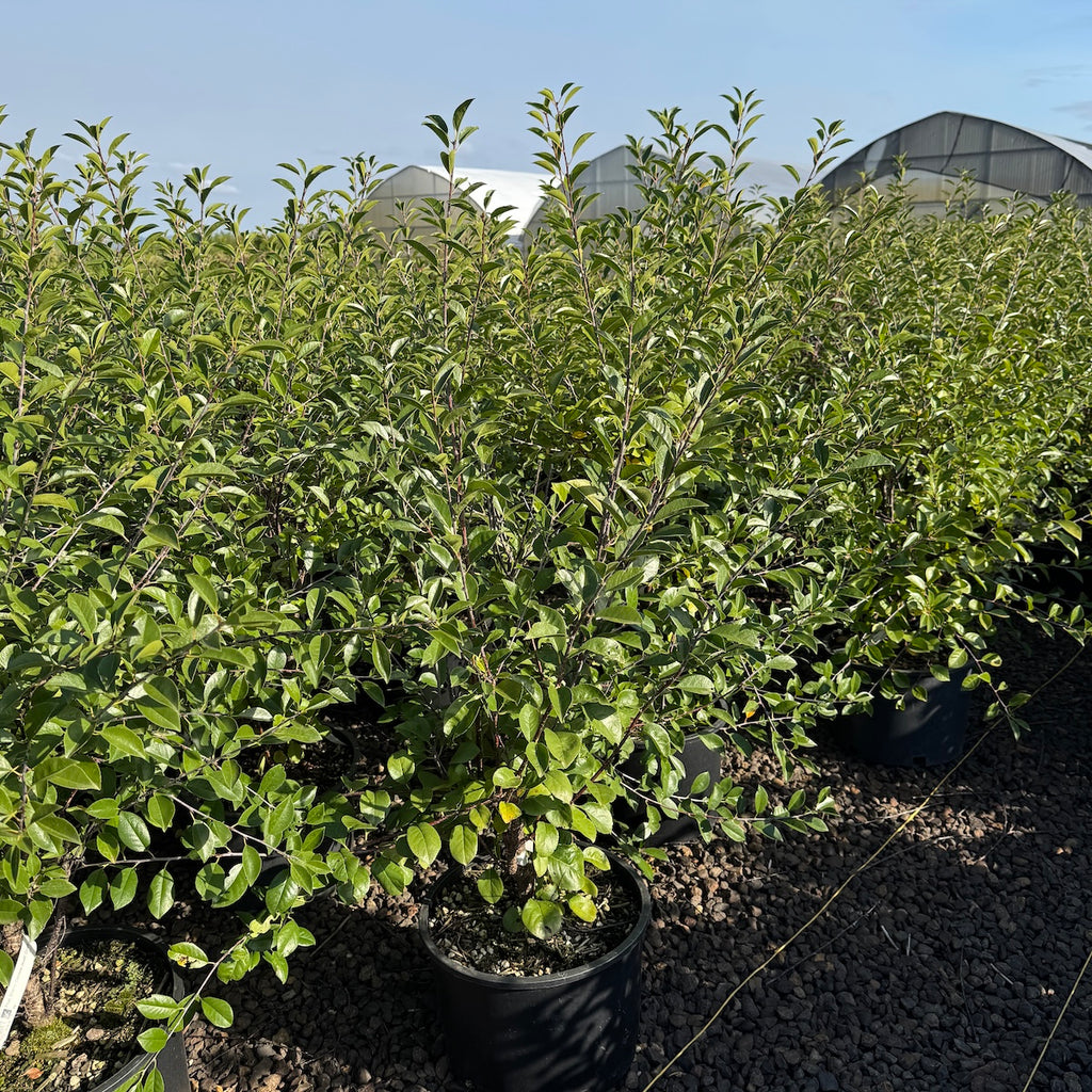 Fruit, Cherry 'Carmine Jewel' (Dwarf)
