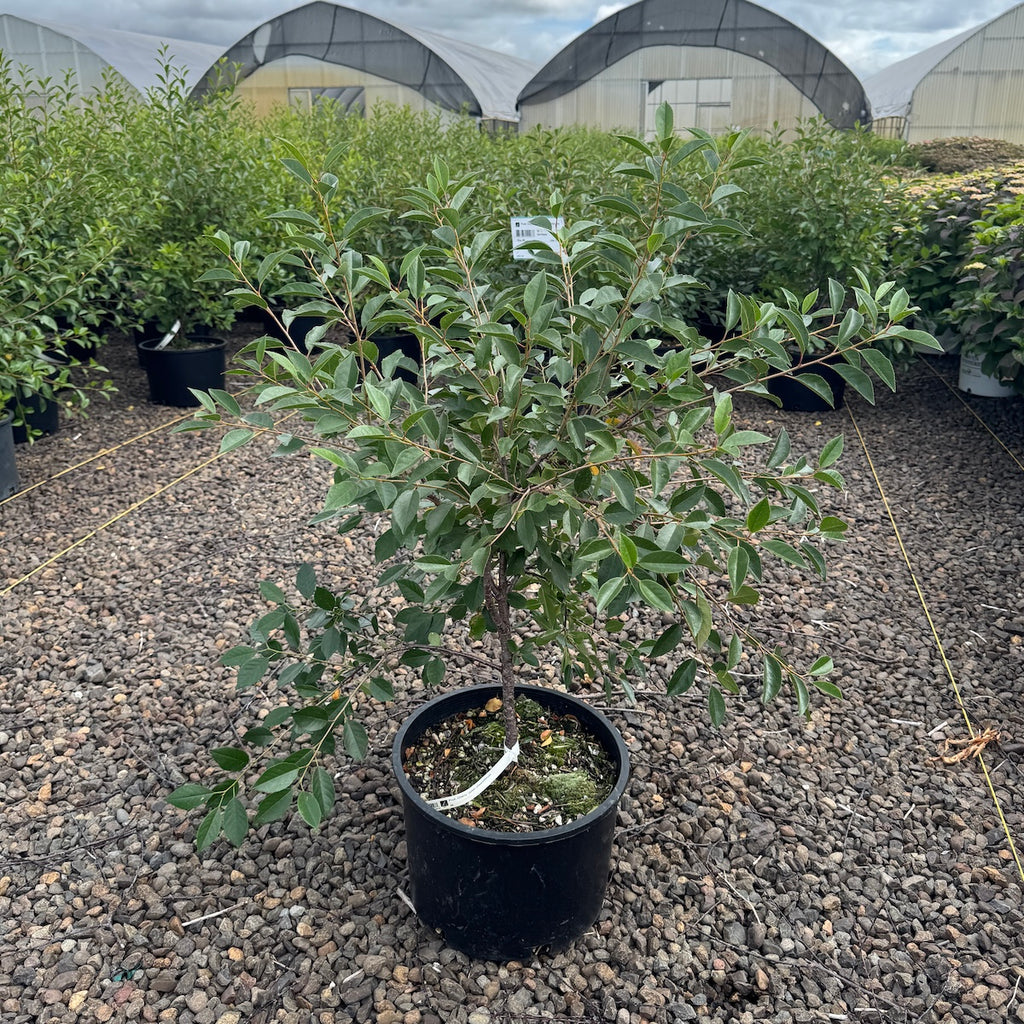 Fruit, Cherry 'Juliet' (Dwarf/Shrub)