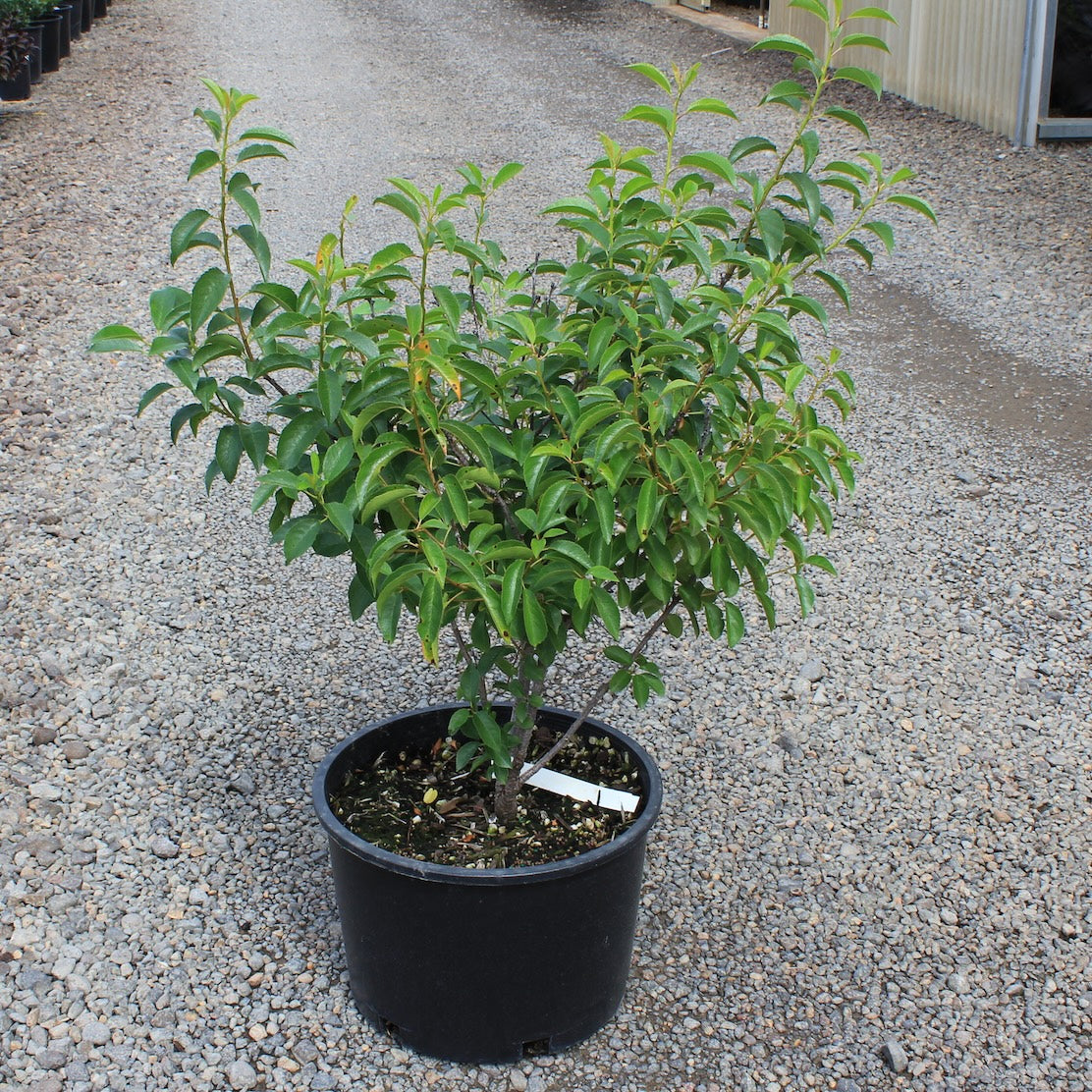 Fruit, Cherry 'Romeo' (Dwarf/Shrub)