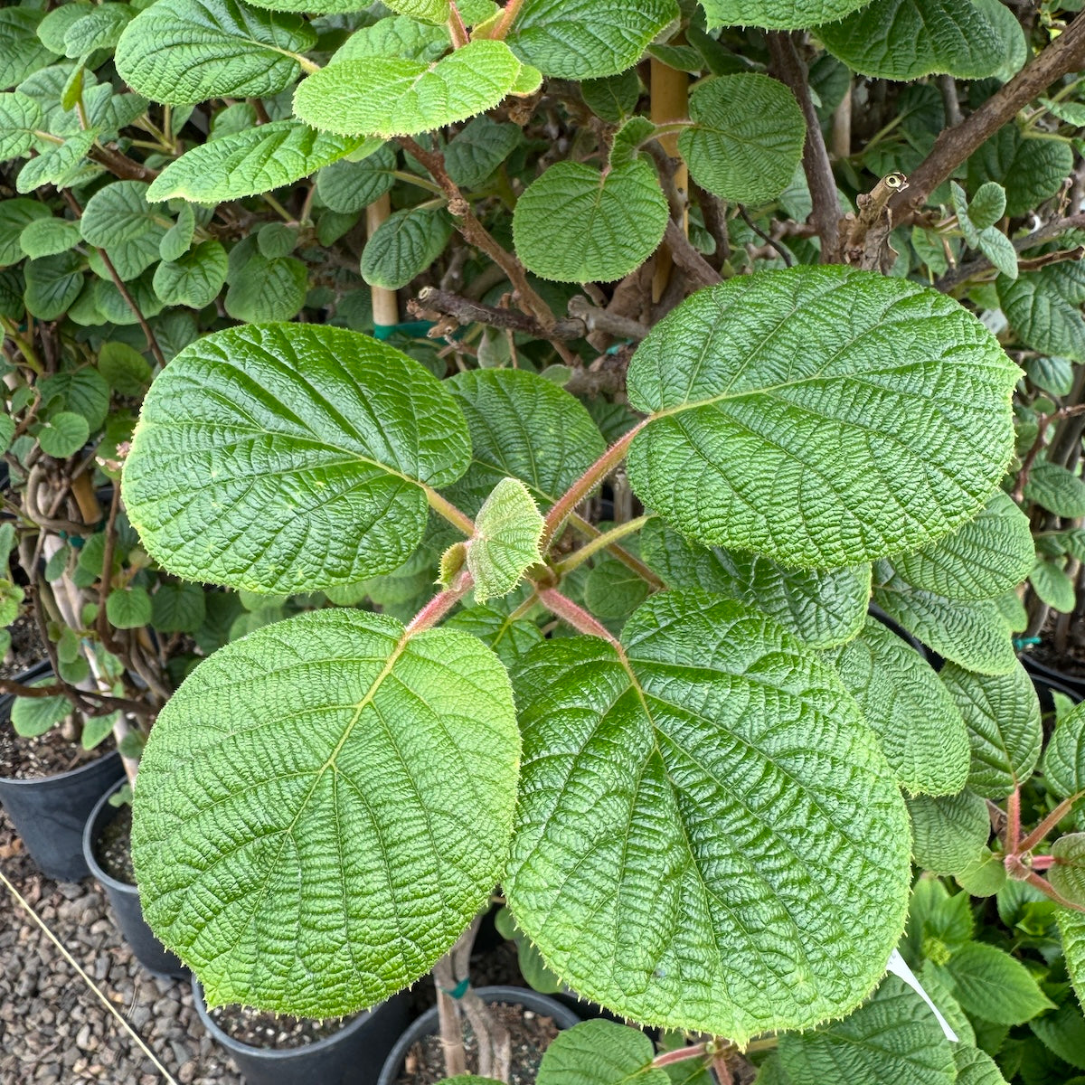 Actinidia chinensis 'Hayward' (Female)