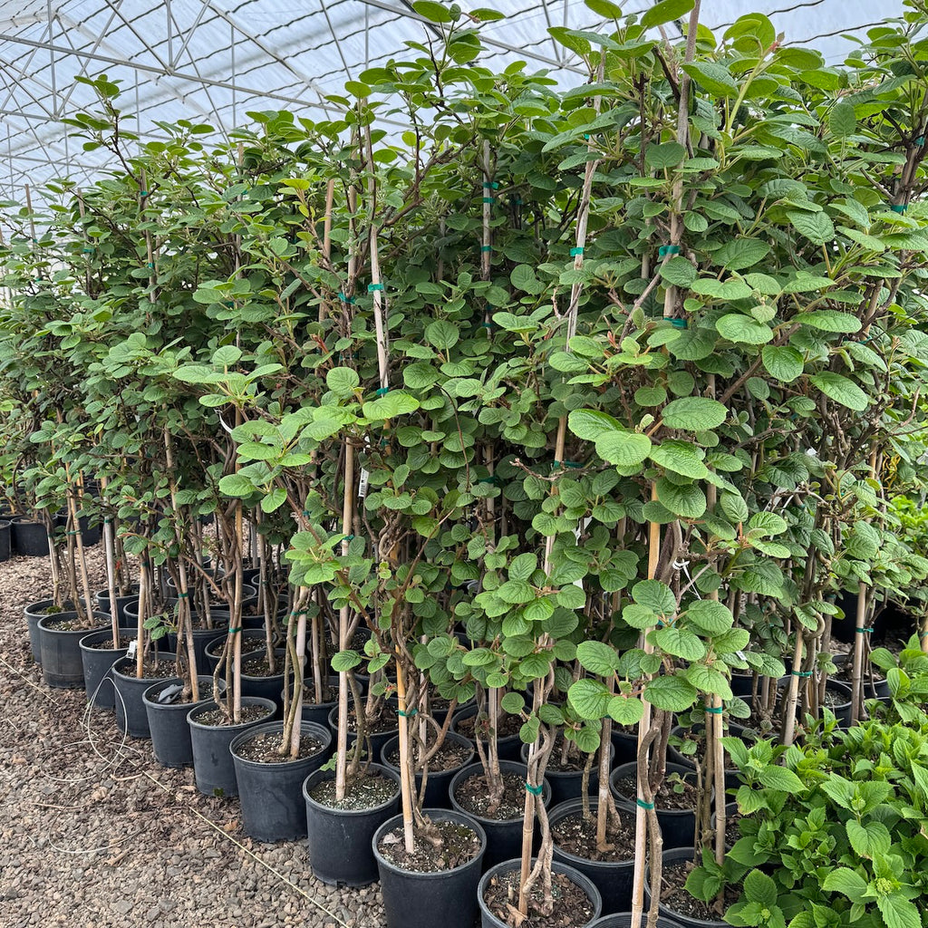 Actinidia chinensis 'Hayward' (Female)