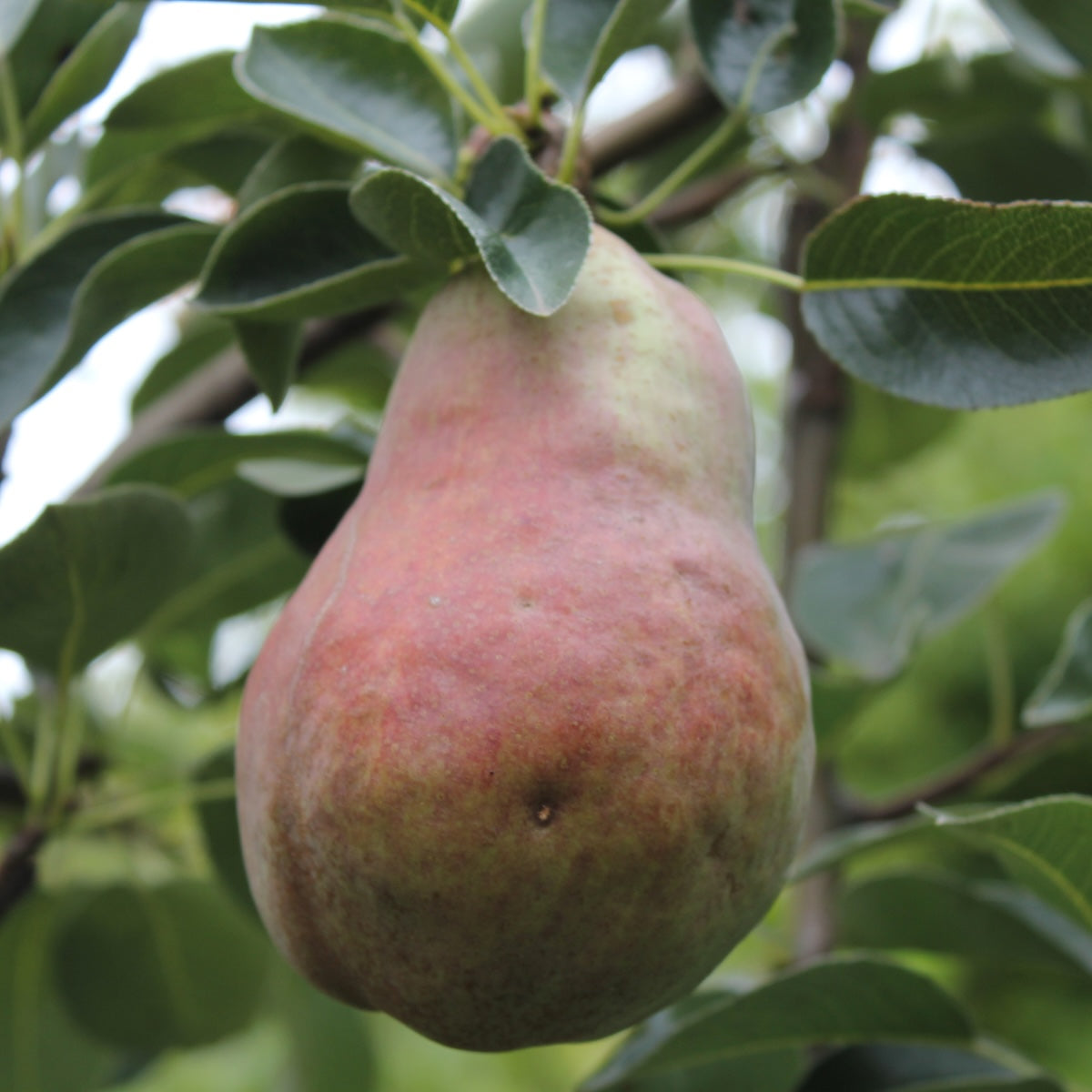 Fruit, Pear 'Bartlett' (STD)