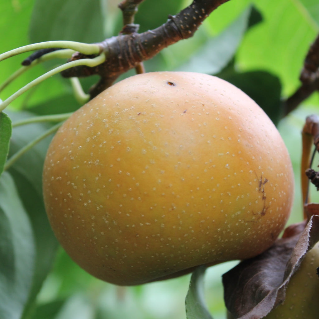 Fruit, Asian Pear 'Chojuro' (Semi Dwarf)