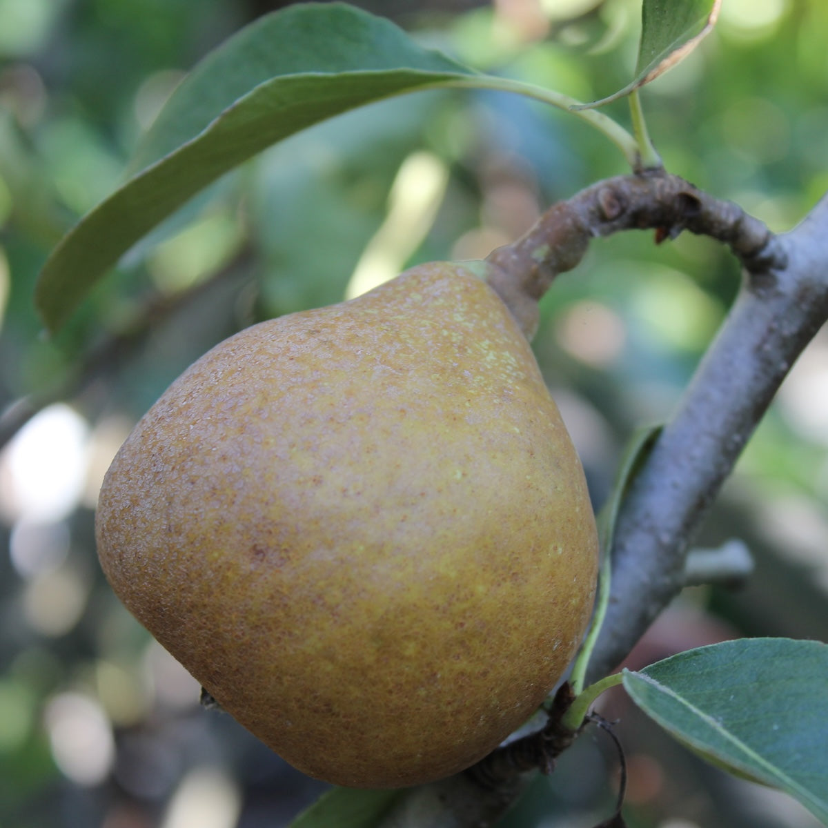 Fruit, Pear 'Orcas' (Semi Dwarf)