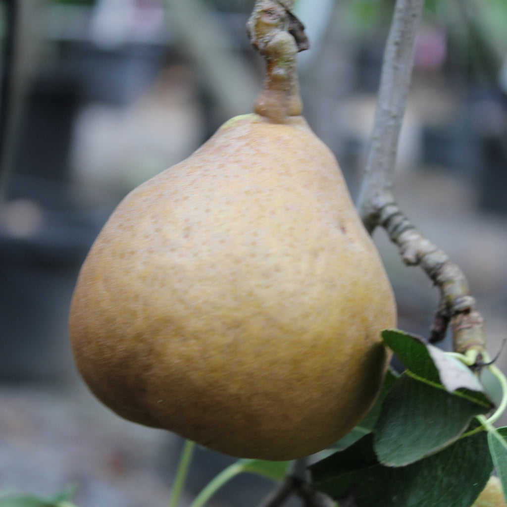 Fruit, Pear 'Orcas' (Semi Dwarf)
