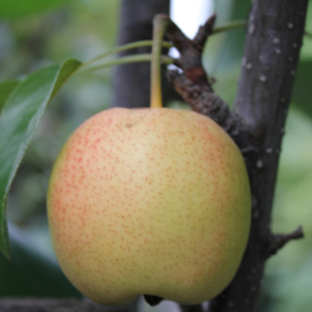 Fruit, Pear Reddy Robin® (Semi-Dwarf)