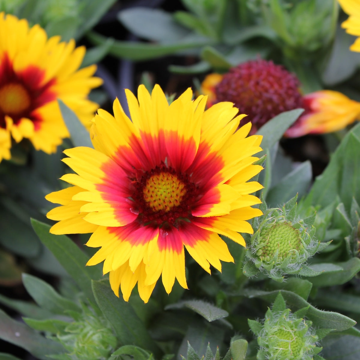 Gaillardia aristata ‘Spintop Red®’ Red Starbust PPAF