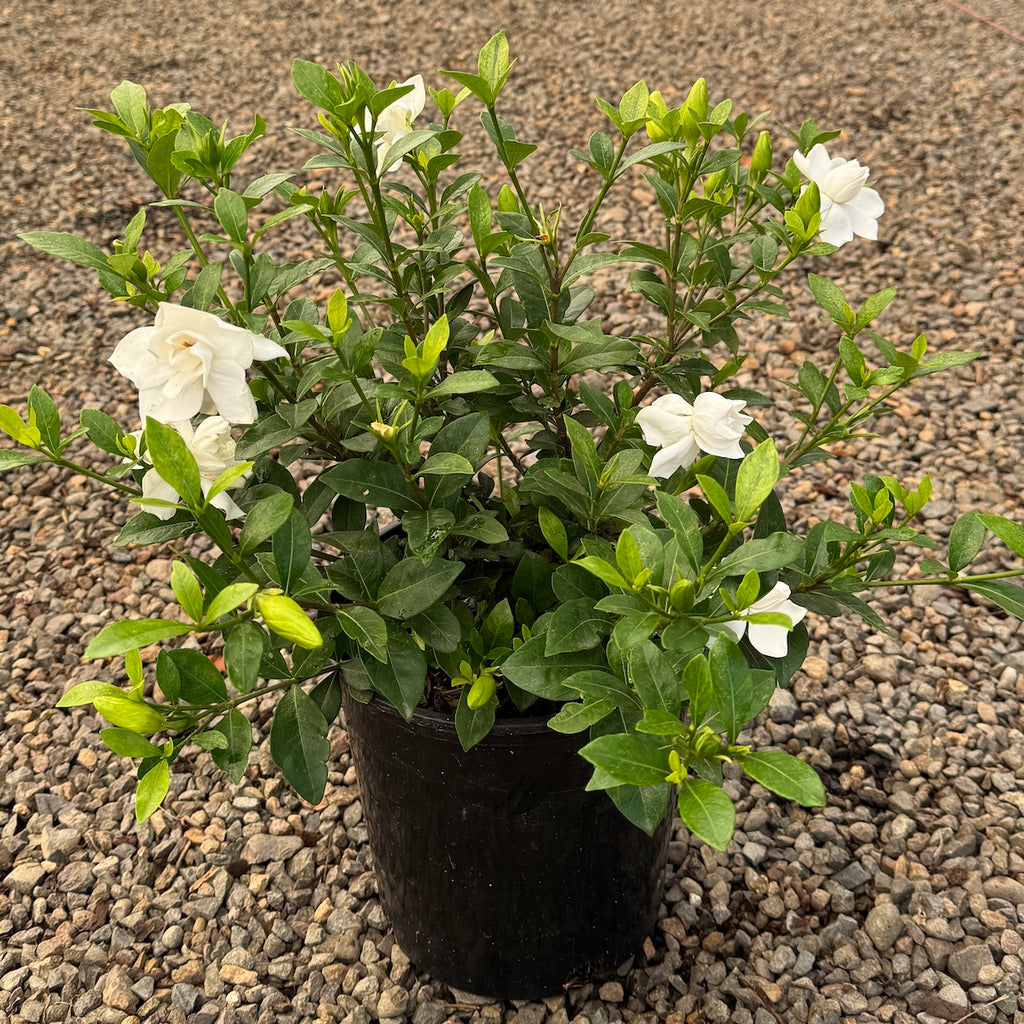 Gardenia jasminoides Jubilation™ PP21983