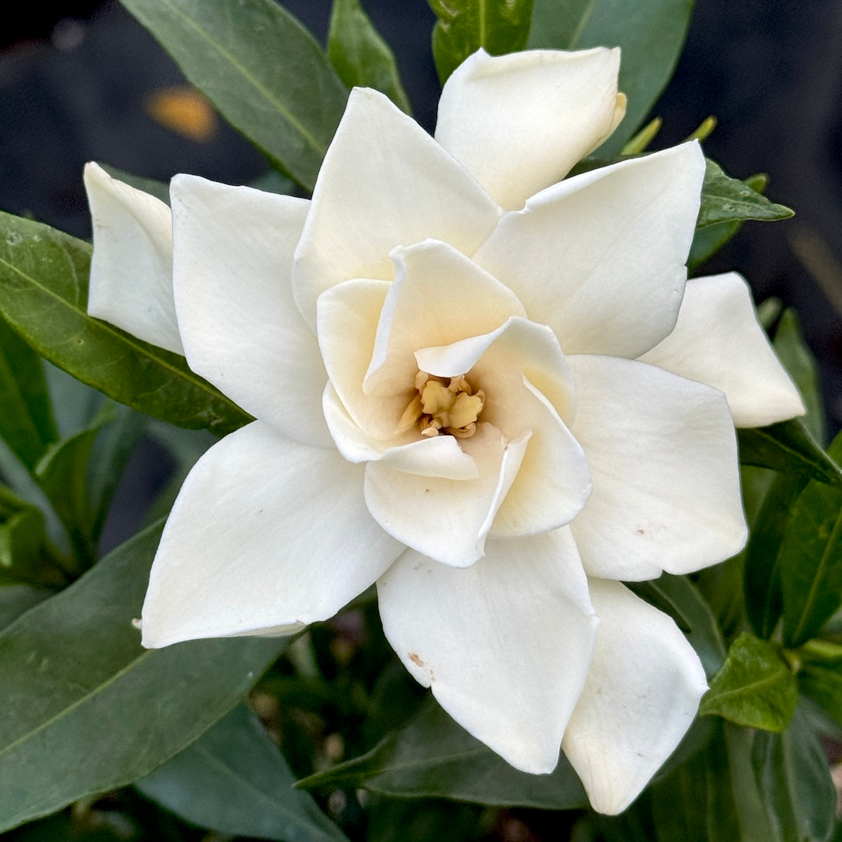 Gardenia jasminoides 'Frostproof'
