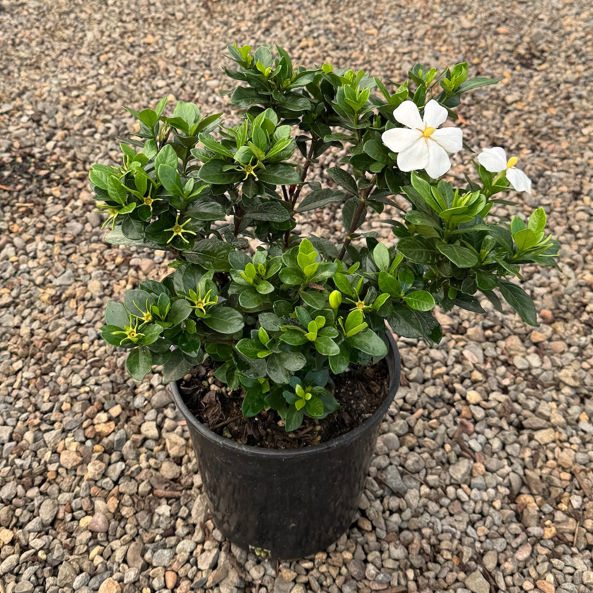 Gardenia 'Kleim's Hardy'