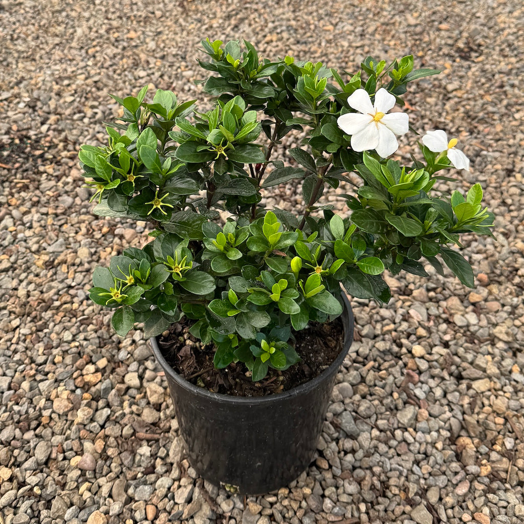 Gardenia 'Kleim's Hardy'