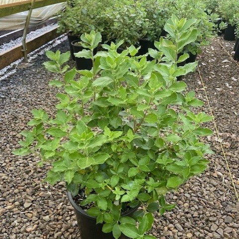Garrya elliptica