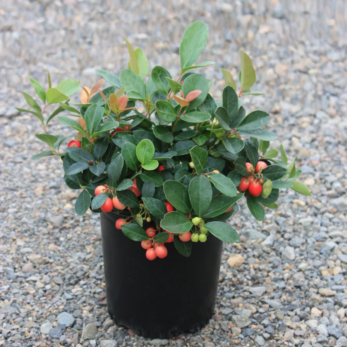 Gaultheria procumbens
