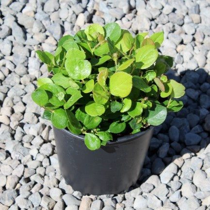 Gaultheria shallon