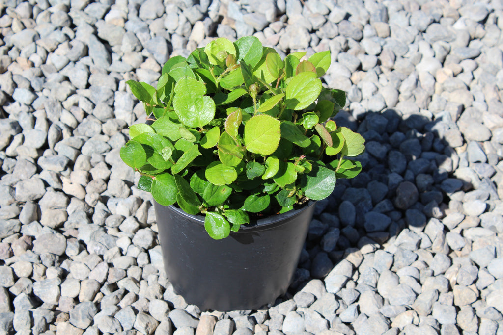 Gaultheria shallon