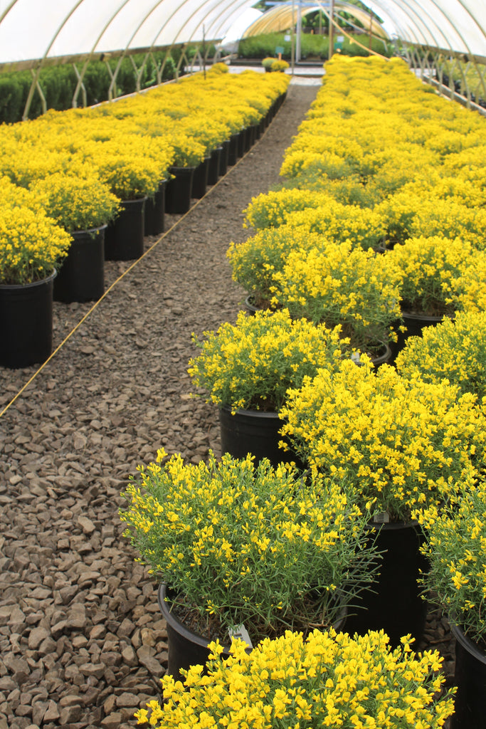 type I drop 　Majesty yellow　stina 　レオタード Genista lydia (yellow) – Loen Nursery, Inc.