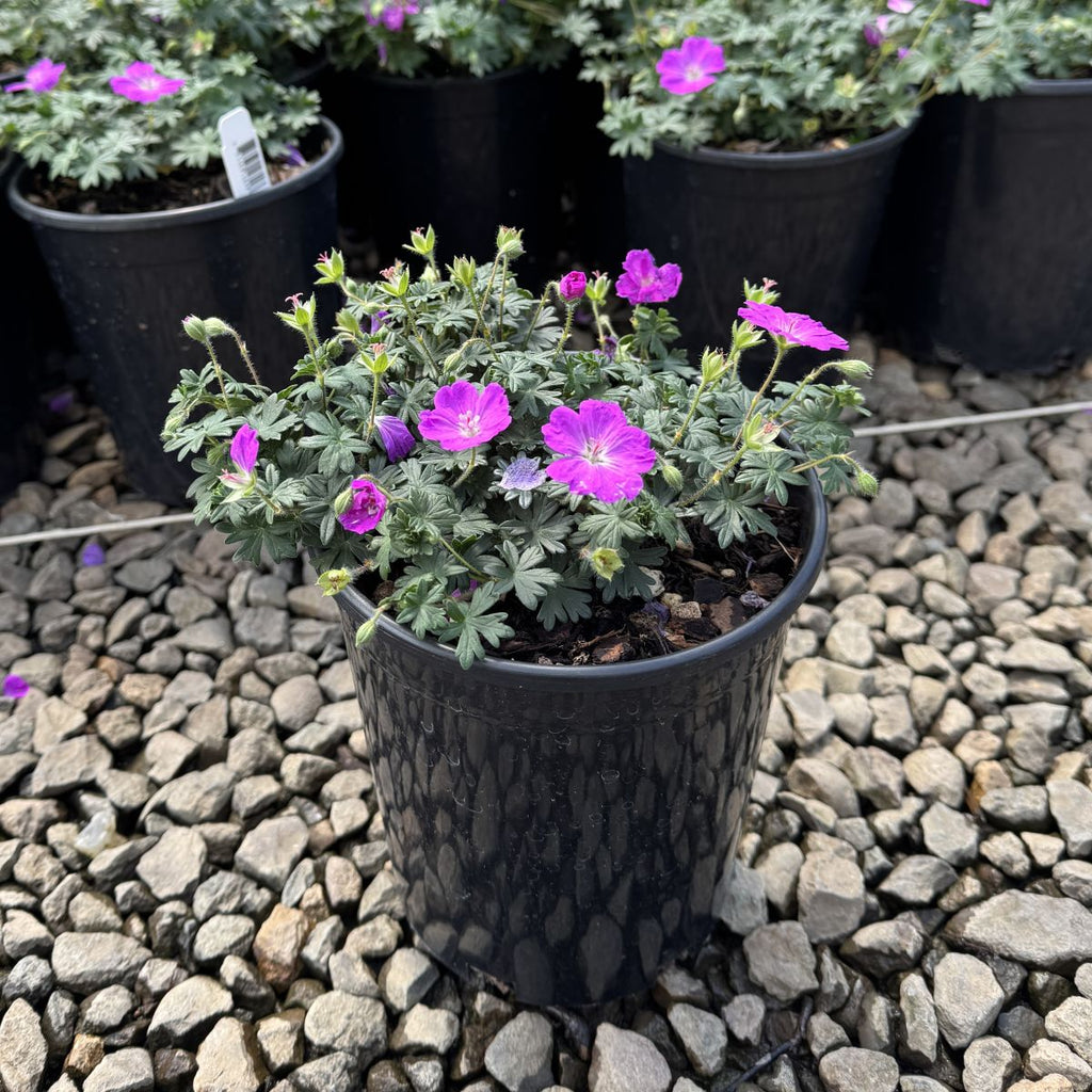 Geranium sanguineum 'Max Frei' (reddish purple)