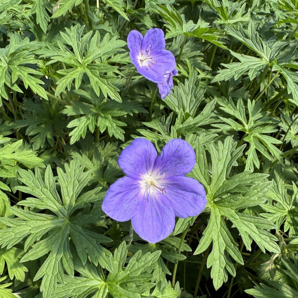 Geranium x 'Brookside'