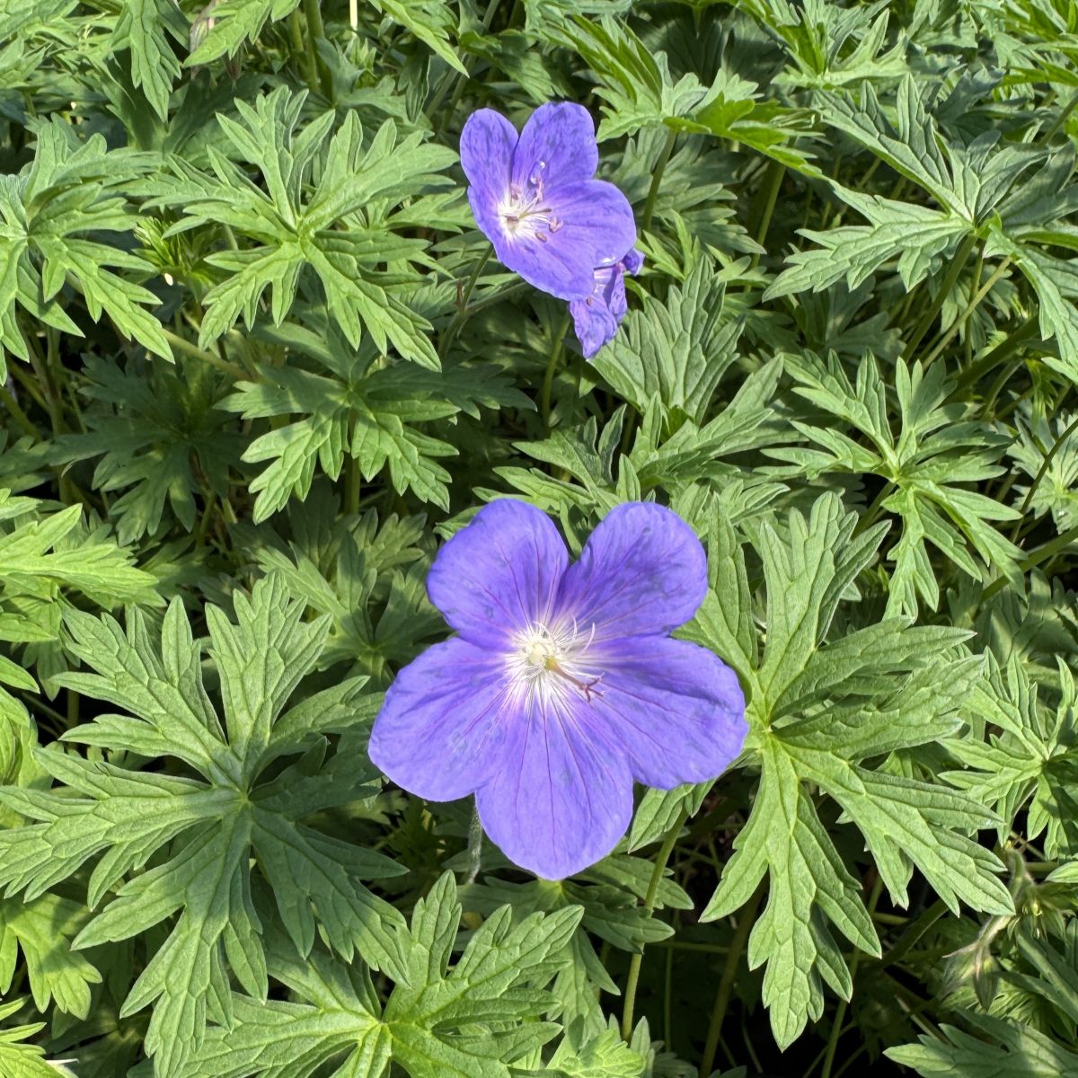 Geranium x 'Brookside' – Loen Nursery, Inc.