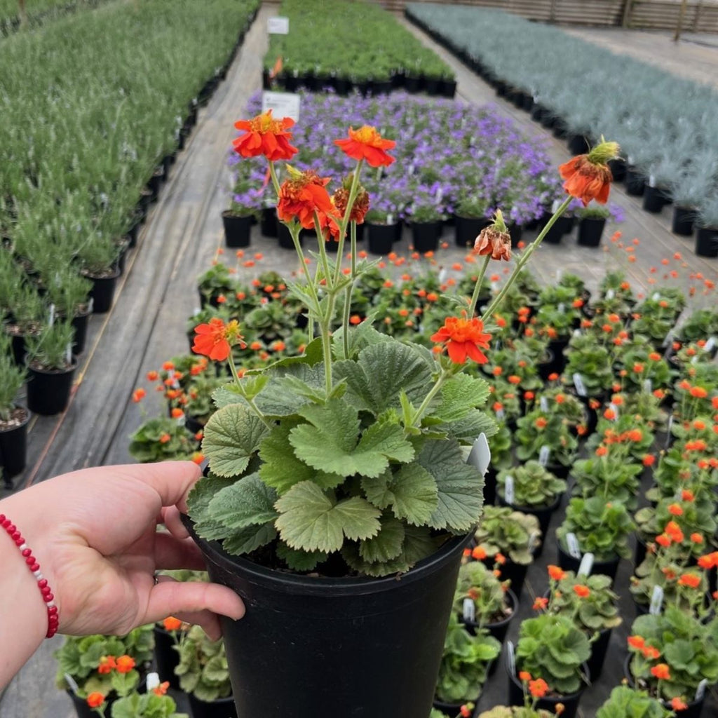Geum 'Orange Pumpkin'