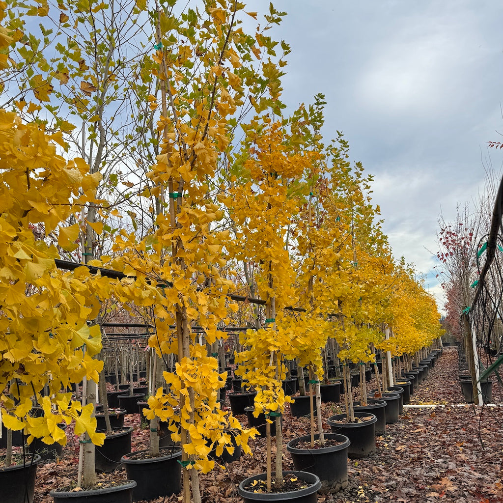 Ginkgo b. GOLDEN COLONADE®