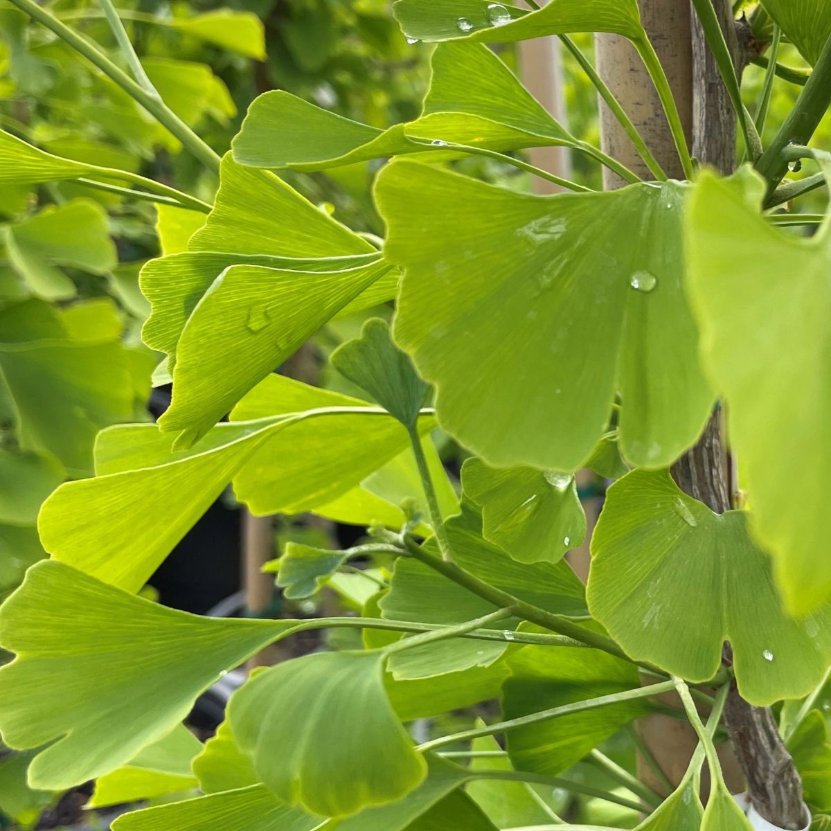Ginkgo b. 'Princeton Sentry'