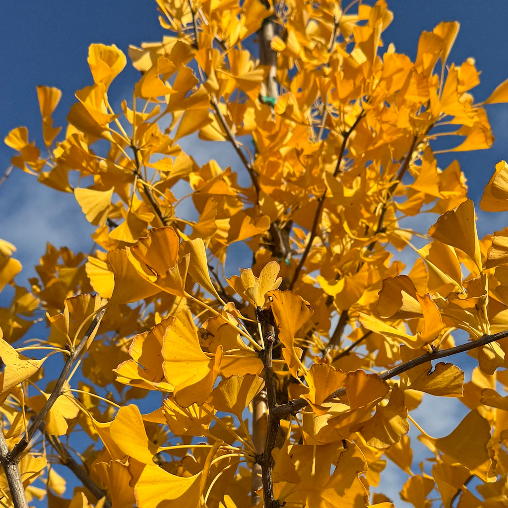 Ginkgo b. 'Saratoga'