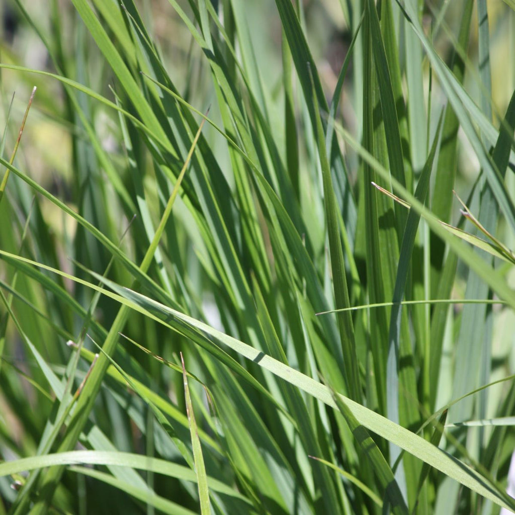 Grass, Calamagrostis a. 'El dorado' PP16486