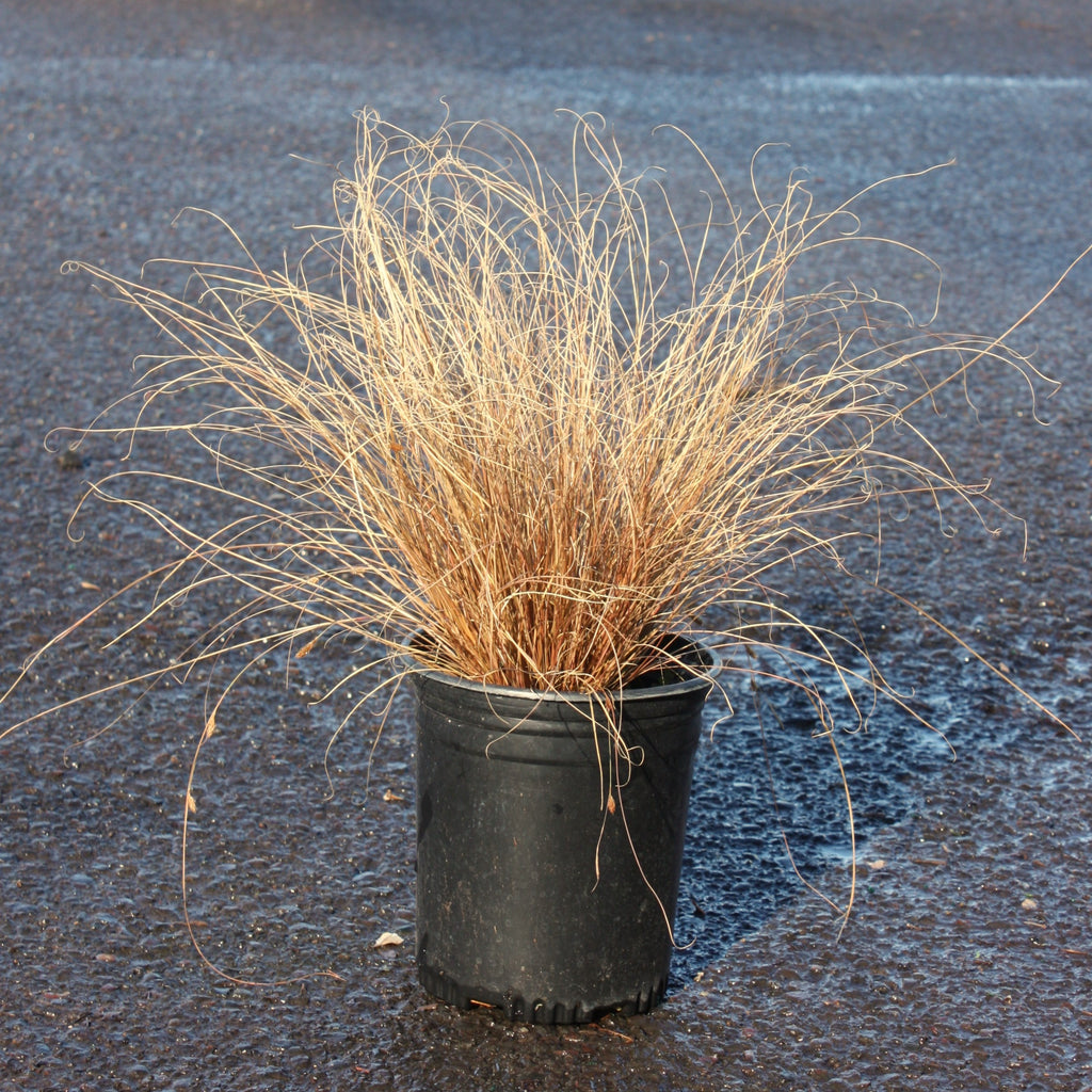 Grass, Carex comans 'Milk Chocolate'
