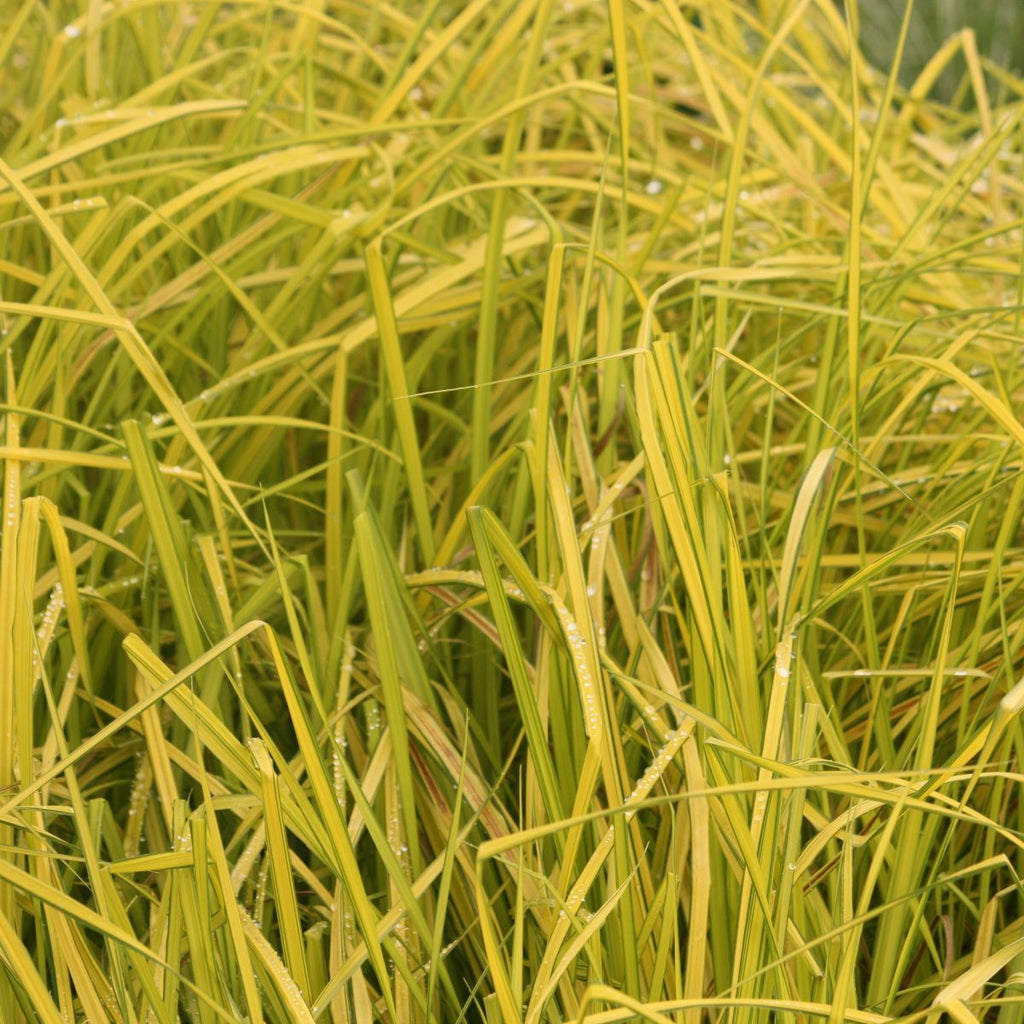 Grass, Carex e. 'Bowles Golden'