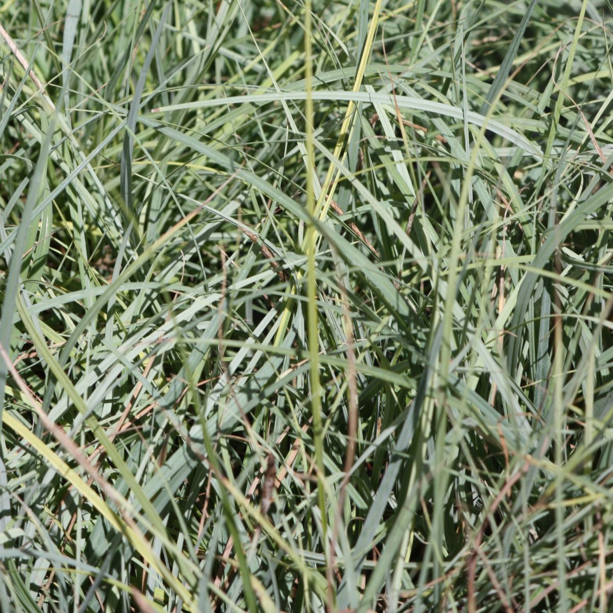 Grass, Carex glauca