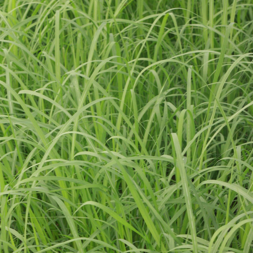 Grass, Erianthus ravennae