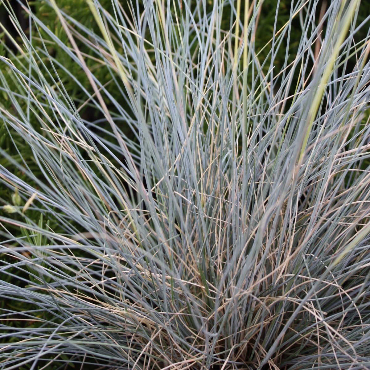 Grass, Festuca id. 'Siskiyou Blue'
