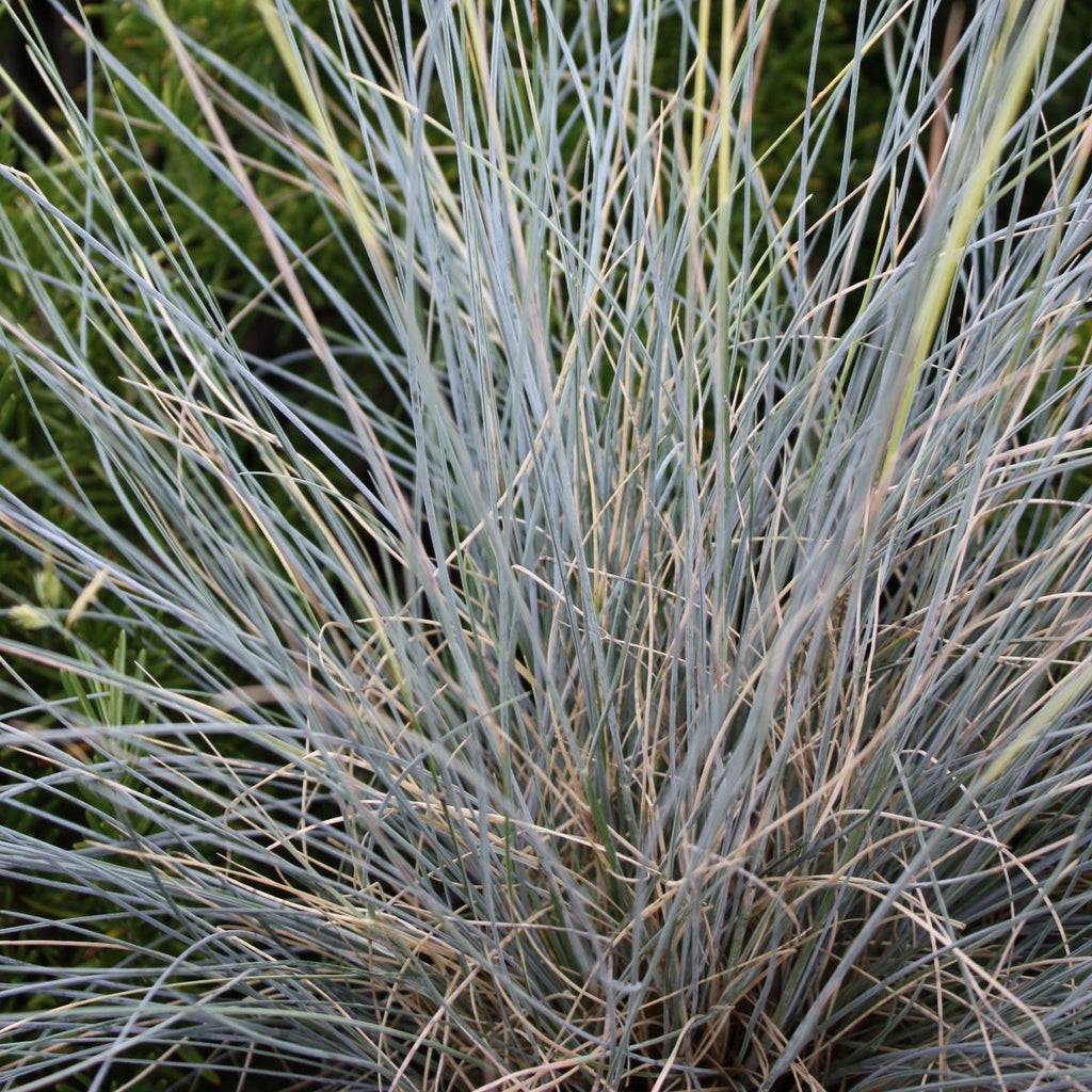 Grass, Festuca id. 'Siskiyou Blue'