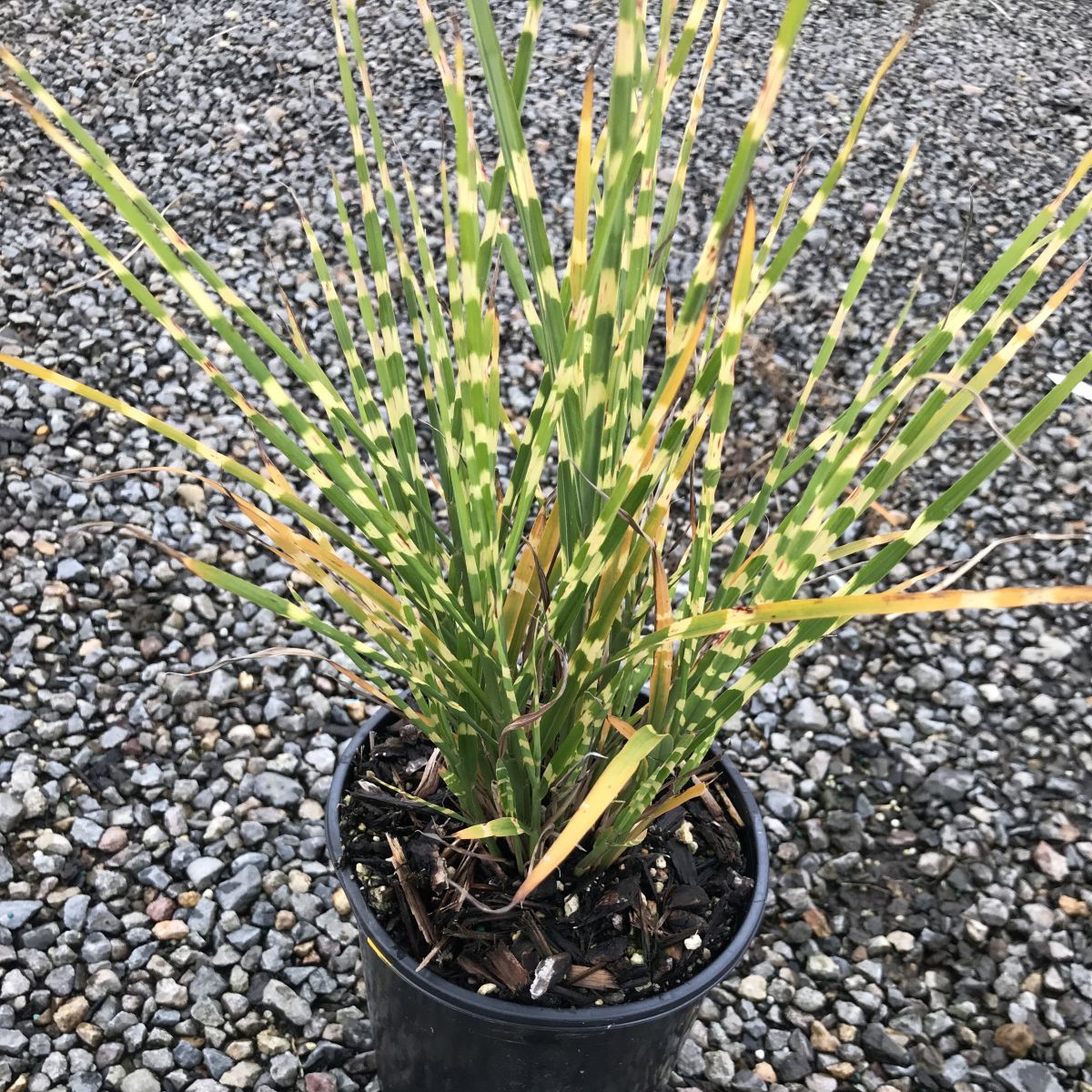 Grass, Miscanthus sin. 'Strictus'