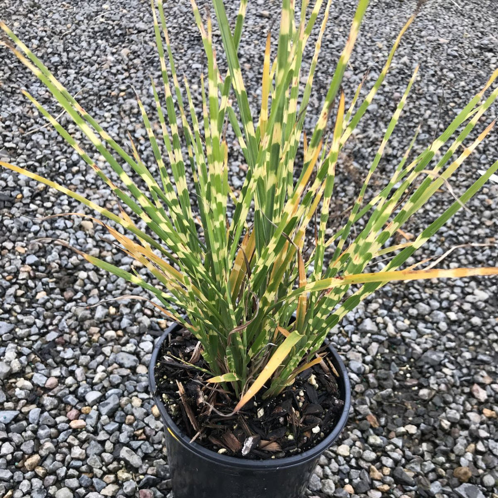 Grass, Miscanthus sin. 'Strictus'