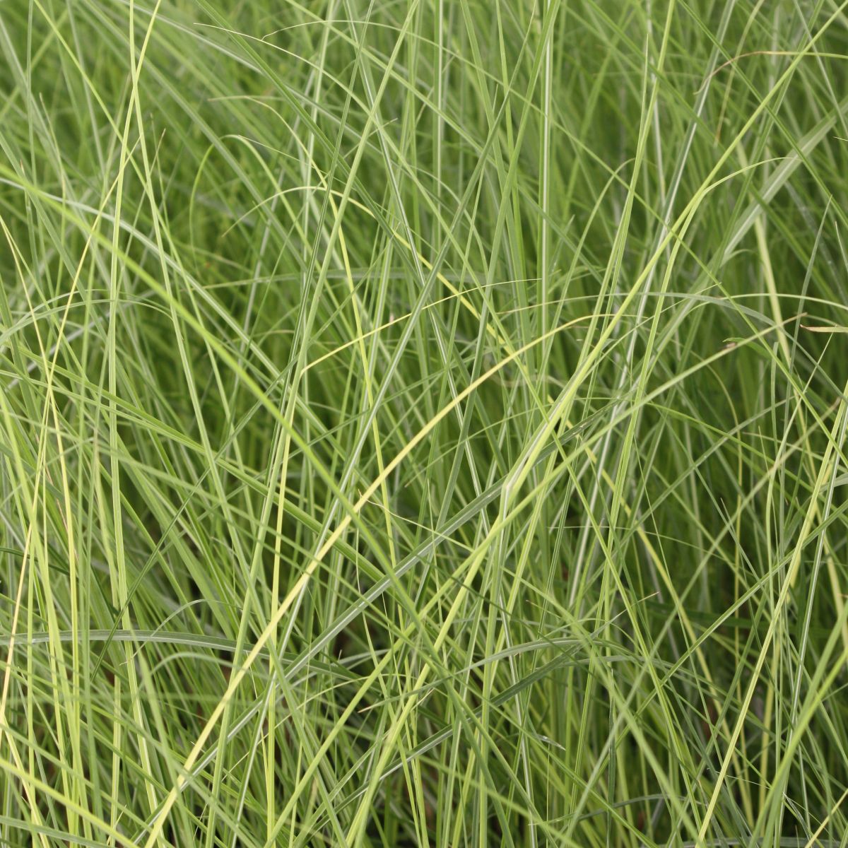 Grass, Miscanthus sin. 'Graziella'