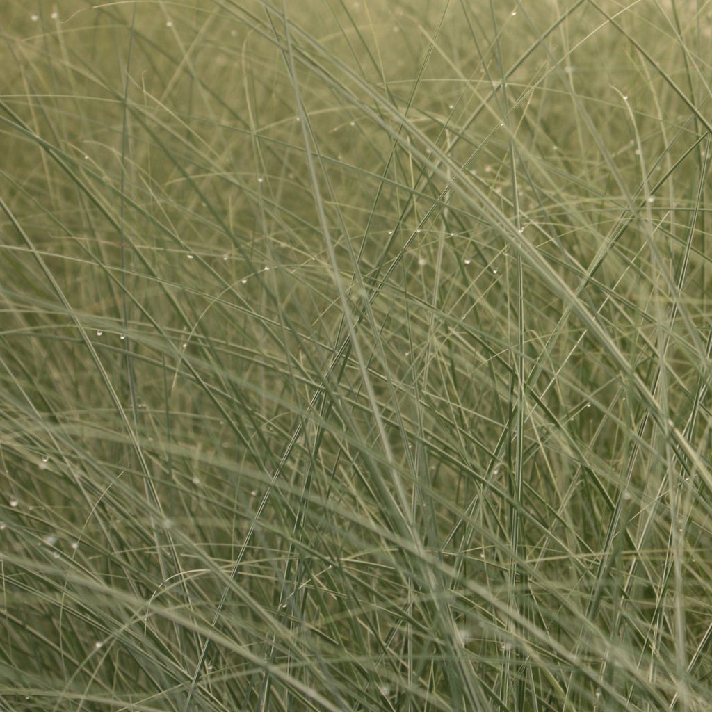 Grass, Miscanthus sin. 'Morning Light'