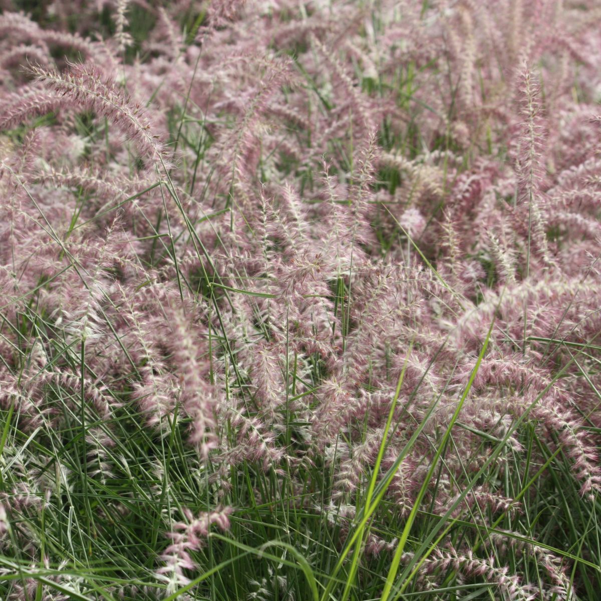 Grass, Panicum v. 'Heavy Metal'