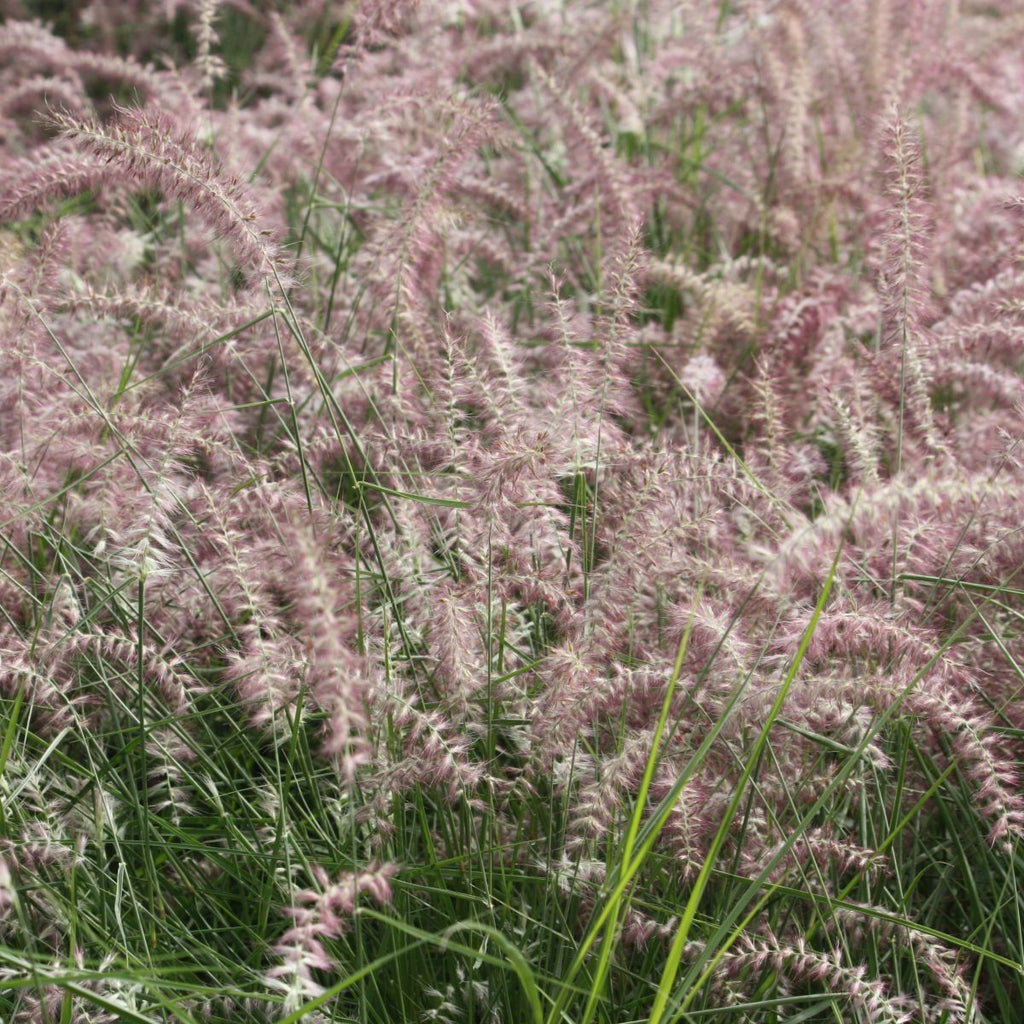 Grass, Panicum v. 'Heavy Metal'