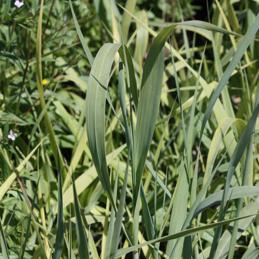 Grass, Panicum v. 'Dallas Blues'
