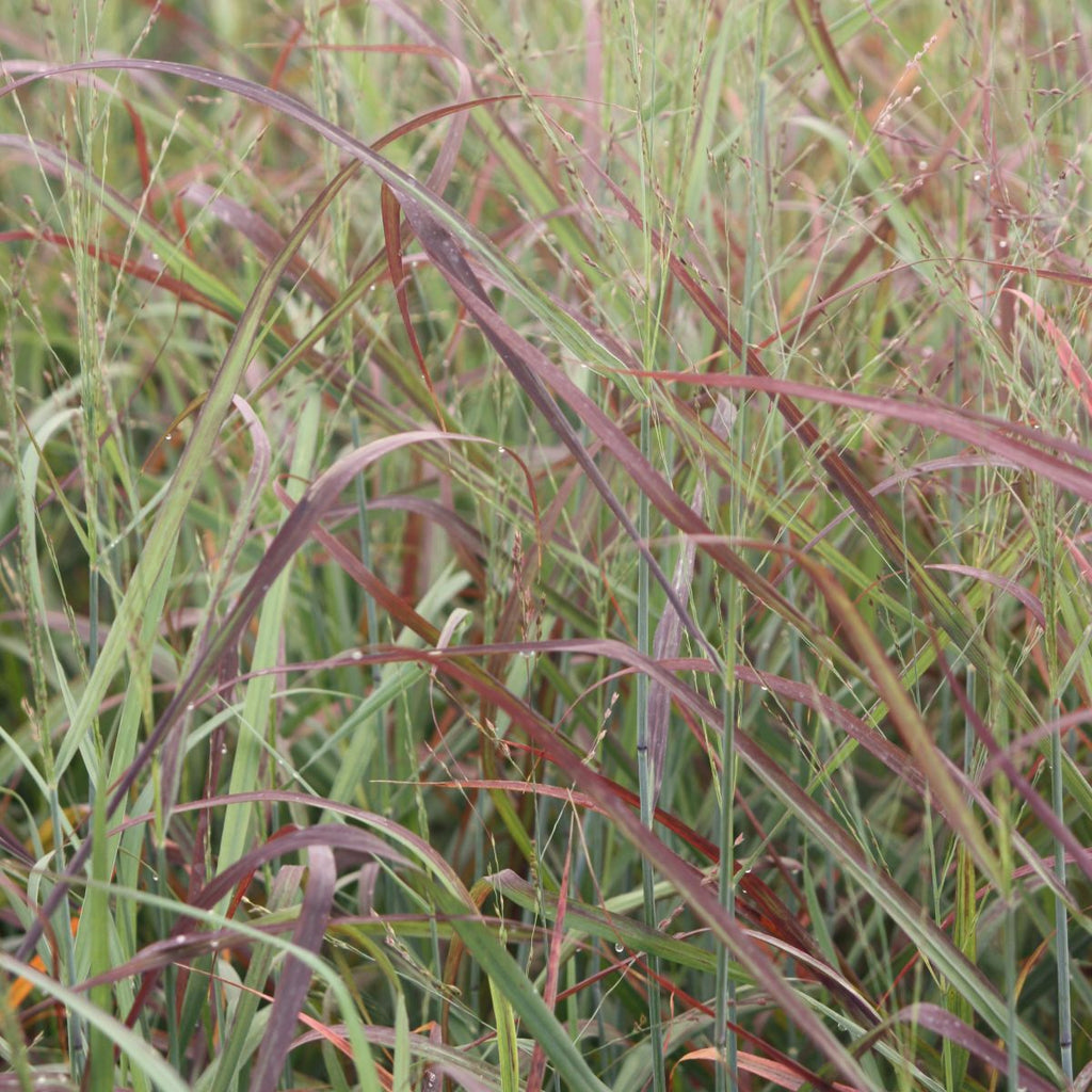 Grass, Panicum v. 'Ruby Ribbons' ™ PP17944